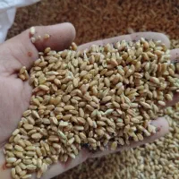20عدد گونی گندم پاک فروشی زحکلوت
