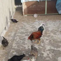 خروس یکساله خونگی