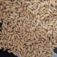 گندم|خوردنی و آشامیدنی|میاندوآب, |دیوار