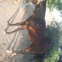 حیوان اسب