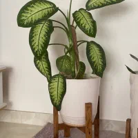 گل دیفن