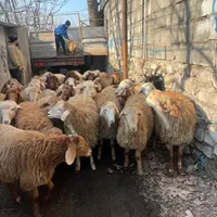پخش و قصابی در محل گوسفند زنده بزغاله