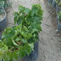 گیاه انگور و دم موشی