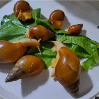 حلزون اچاتینای البینو