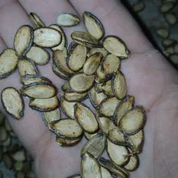 کلاله سرخسی هندوانه دیم