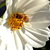عسل ۱۰۰ درصد طبیعی به شرط ازمایش