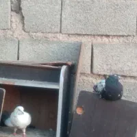 ۱ جفت کبوتر با ۱ جوجه