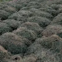 بیده