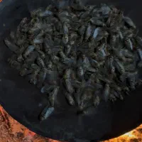 جیرجیرو