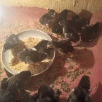 فروش جوجه لاری وجوجه اردک وجوجه رنگی