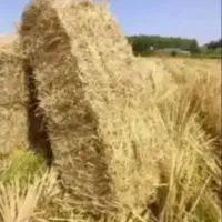 کاه جهت فروش