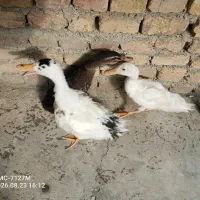 اردک