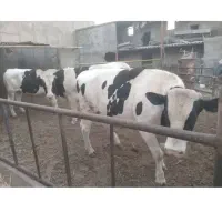 فروش وخرید گوساله افتاده وگوشتی