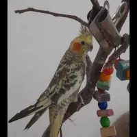 طوطی عروس  گل باقلی ۷ماهه