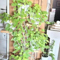 گلدان پتوس نئون به همراه استند. دو عدد سرخس بزرگ