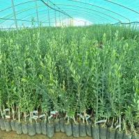 زیتون خوراکی ماری آربیکن مانزانیلا وکنسروالیا