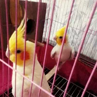 یک جفت عروس هلندی بالغ دارن لونه گرم میکنن