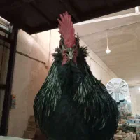 خروس گلین