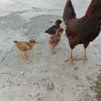 مرغ وجوجه