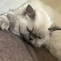 گربه