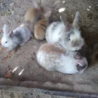 خرگوش