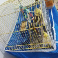 عروس هلندی جفت توضیحات