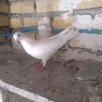 یه جفت سفید