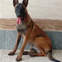 بلژین مالینویز۶ماهه