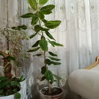 گل زیبا