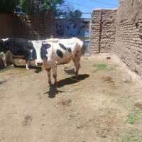 گاو شیری