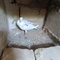 یک جفت کفتر