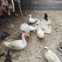 اردک خارجی