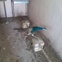 طاووس نر
