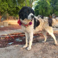 واگذاری سگ نر قدرجونی