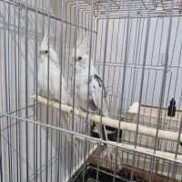 عروس هلندی مولد