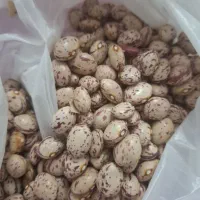 لوبیا چیتی
