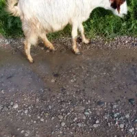 1عدد بز لاغر مخصوص بستن