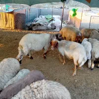 میش وبره