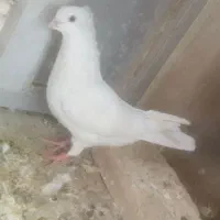 شازده|پرنده|میبد, |دیوار