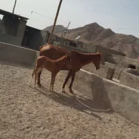 مادیان ترکمن فروشی با کره