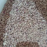 لوبیا|خوردنی و آشامیدنی|شیراز, دباغ خانه|دیوار