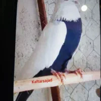 گمشده