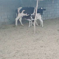 گاو هلشتاین