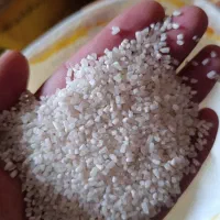 برنج عمده باپته و کدانباری ارسال به سراسرکشور|عمده‌فروشی|شادگان, |دیوار