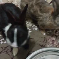 خرگوش بالغ نروماده