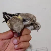 جوجه سهره