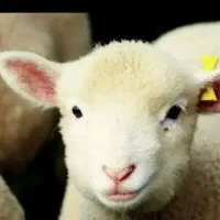 بره سبک