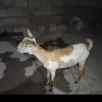 گوسفند