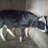 گوساله نر سیمینتال