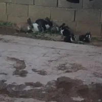 خرگوش